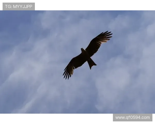 迈向辉煌 新赛季老鹰队展翅高飞 力争突破重重挑战